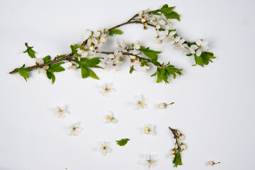 spring flowers on a white background