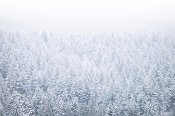 Snowy Forest Backdrop