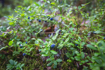 Process of collecting and picking berries in the forest of northern Sweden, Lapland, Norrbotten, near Norway border, girl picking cranberry, lingonberry, cloudberry, blueberry, bilberry and others