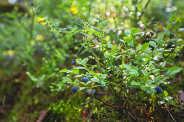 Process of collecting and picking berries in the forest of northern Sweden, Lapland, Norrbotten, near Norway border, girl picking cranberry, lingonberry, cloudberry, blueberry, bilberry and others