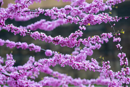 chinese redbud blooming flower in spring pink tree