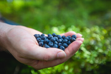 Process of collecting and picking berries in the forest of northern Sweden, Lapland, Norrbotten, near Norway border, girl picking cranberry, lingonberry, cloudberry, blueberry, bilberry and others