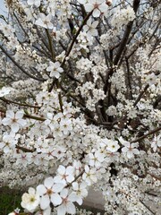 cherry tree blossom