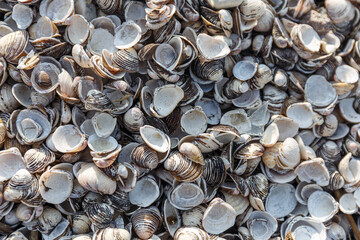 pile of shells