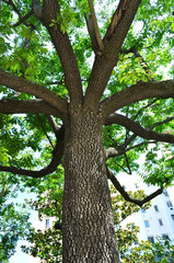 Beautiful tree trunk in the Botanical Garden, Madrid, Spain