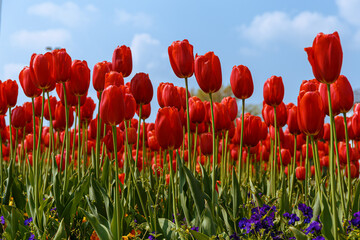 field of tulips against blue sky