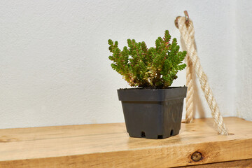 Jade tree on wooden base.