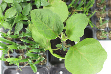 seedlings to rip vegetables seedlings to rip vegetables