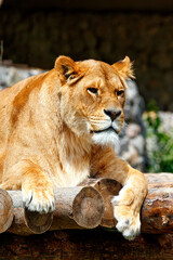 Plakat Portrait of a lioness resting on a platform made of wooden logs.