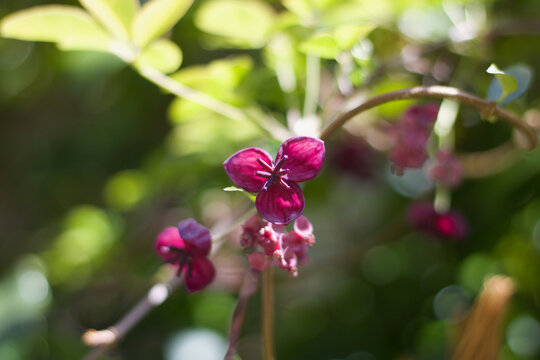 Beautiful image of pink flowers of chocolate vine or akebia quinata