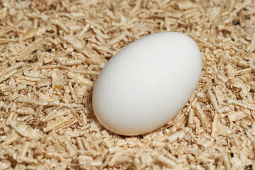 One white chicken egg isolated on black background.