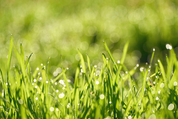 Grass with dew drops on a meadow in the early morning at sunrise