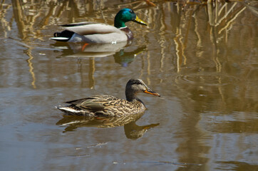 A Mallard Couple in the Water