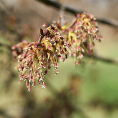 Flower of a fluttering elm (Ulmus laevis) In spring on the banks of the Elbe near Magdeburg