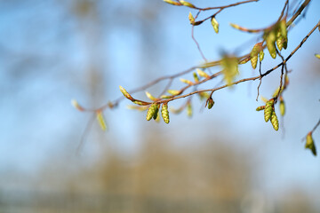 Inflorescence of a hornbeam (Carpinus betulus) in a park in Germany in springtime