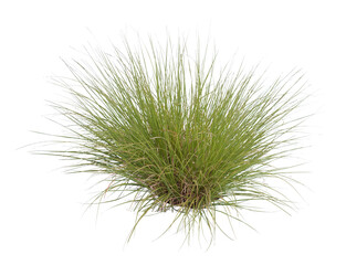 Tuft of grass cutout, Fountain grass, a species of sandburs, isolated on white background