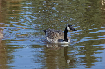Canada Goose (Branta Canadensis) in the Water