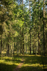 Fototapeta premium Path in the woods. Forest. Walking in carantine