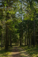 Fototapeta na wymiar Path in the woods. Forest. Walking in carantine