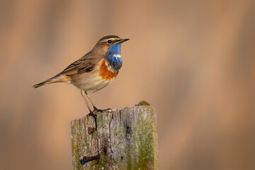 Bluethroat bird close up( Luscinia svecica ) © Piotr Krzeslak