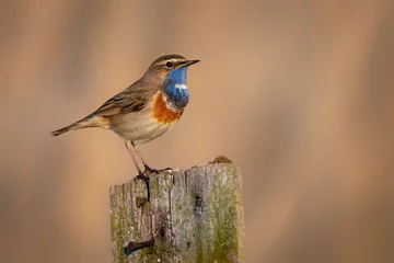 Fototapeten Vogel Bluethroat bird close up( Luscinia svecica )  © Piotr Krzeslak
