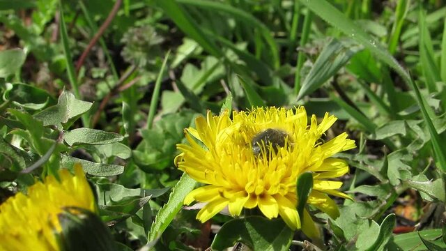 Black lumpy beetle takes off a yellow dandelion