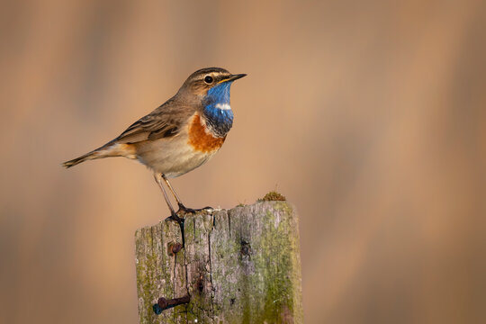 Bluethroat bird close up( Luscinia svecica )