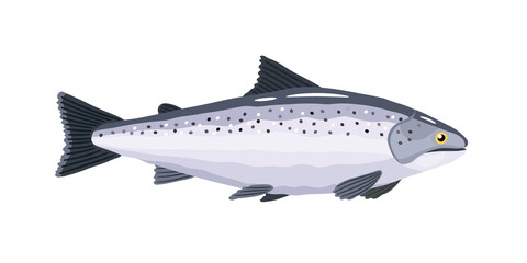 Salmon. Fish. Vector illustration in a flat style on a white background.