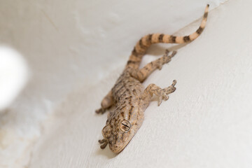 Dragón