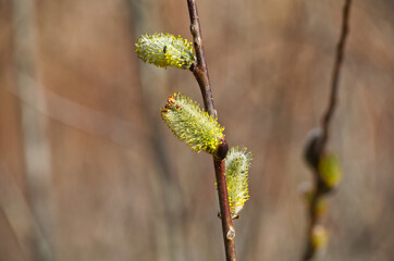 Pussy Willow buds in Advanced State