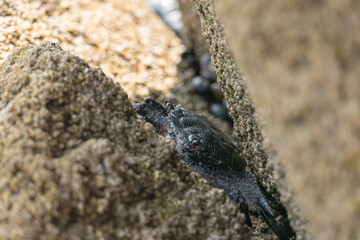 marbled rock crab between the rocks Pachygrapsus marmoratus