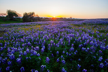 Spring Flower- Lupines Blossom in California