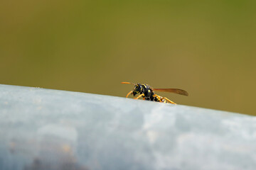 Wasp (Vespula germanica) on the handrail of a railing in summer