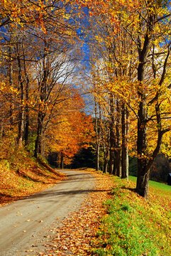 A gravel Country Road is surrounded by beautiful autumn foliage