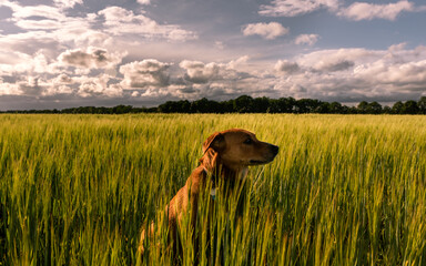 dog in the field