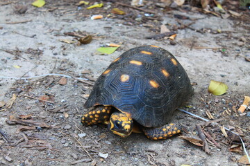 Hiking trail to Colombier Beach, Saint Barthélemy, French West Indies | Red-footed tortoise...