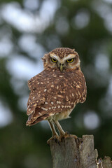 owl perched on a branch