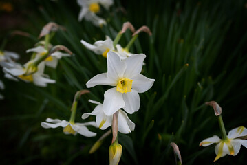 Fototapeta na wymiar White narcissus flowers spring flora flower green