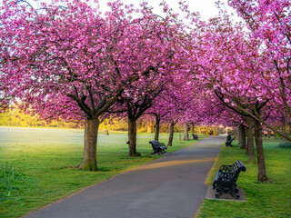 Pink cherry sakura blossom trees in the spring season in Greenwich park, London - UK