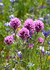 North Table Mountain, California, USA