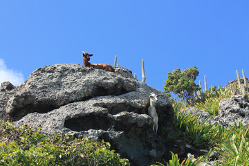 Hiking trail to Colombier Beach, Saint Barthélemy, French West Indies | Wild goats