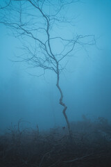 Lonely thin tree without leaves on a desolated foggy field