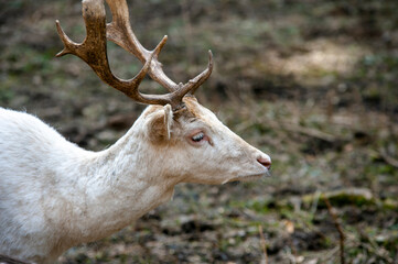 Albino fallow deer profile in the forest