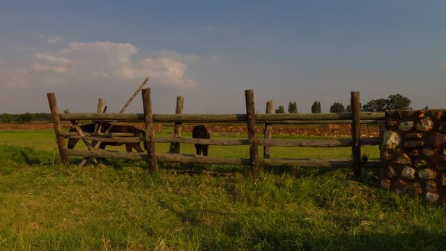 Time lapse of Cape Riding horses in a paddock with a wooden feeder