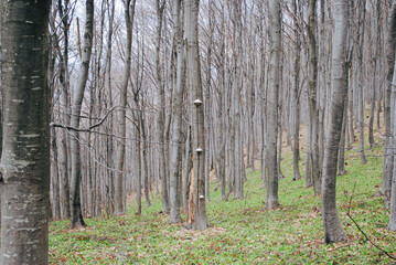 Woodland landscape. Spring in the forest.