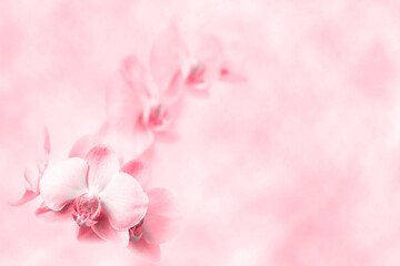 Naklejka na ściany i meble Background with orchid flowers. Pink floral abstraction.