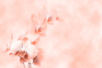 Background with orchid flowers. Peach flower abstraction.