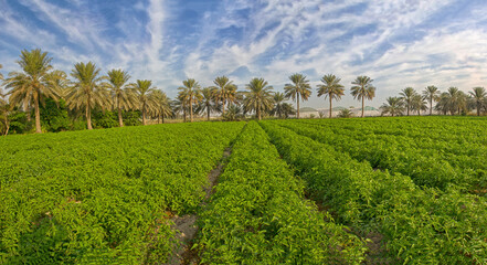 Naklejka premium Vegetable farming in Qatif