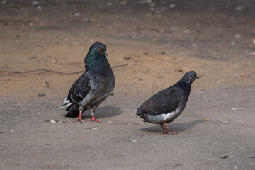 A pigeon without a tail. One pigeon looks after another.