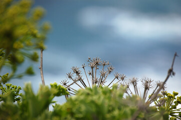 Blüte des Riesenfenchel - verdorrt - auf La Palma, Kanarische Inseln, Spanien